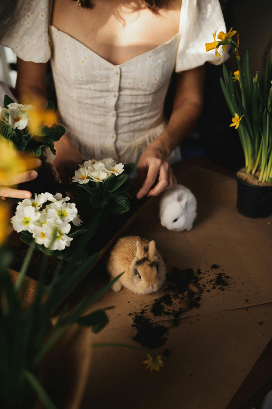 🐰 The Poop-to-Plant Pipeline: How Happy Buns Are Making Gardens Happier