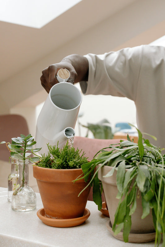 💧 Worm Tea 101: The Secret Plant Elixir Every Gardener Needs